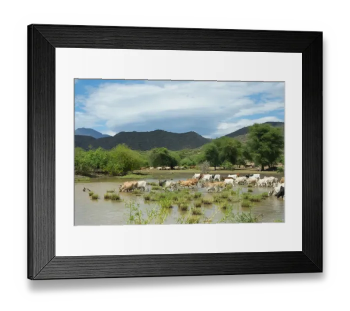 Framed Print : Cattle grazing, Omo Valley, between Turmi and Arba Minch, Ethiopia
