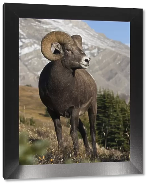 Rocky Mountain BIghorn Sheep Ram
