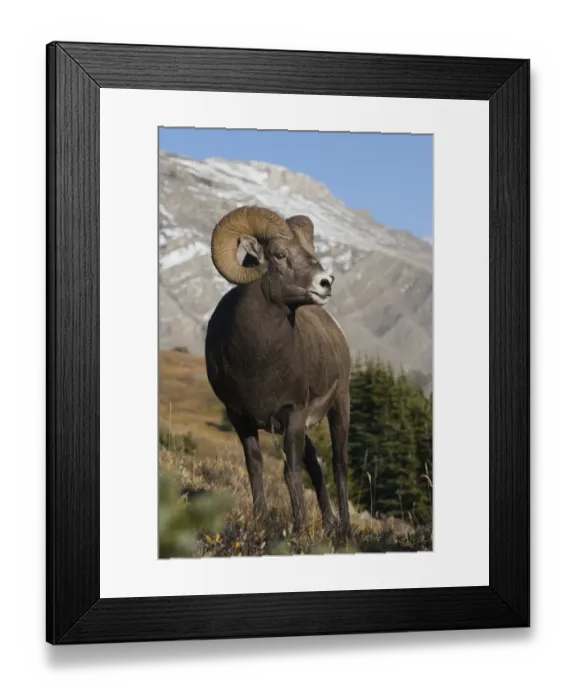 Framed Print : Rocky Mountain BIghorn Sheep Ram