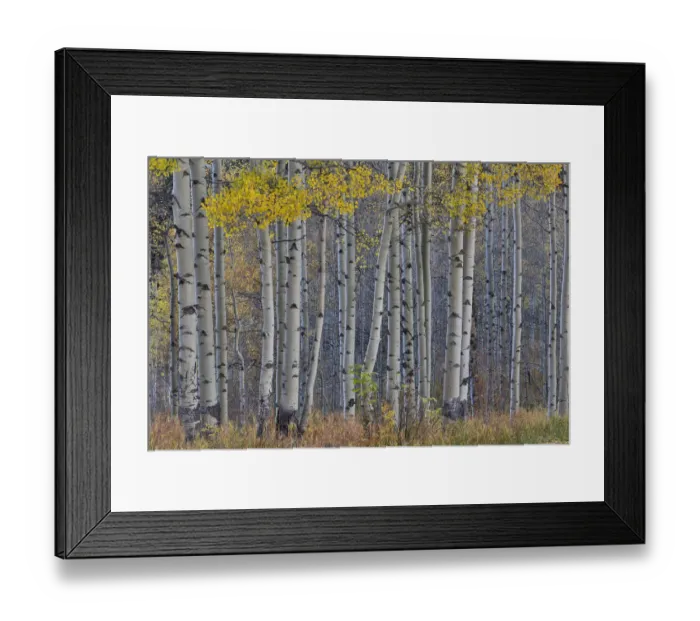 Framed Print : Aspen Grove in glowing golden colors of autumn near Aspen Township, Colorado Framed Print : Aspen Grove in glowing golden colors of autumn near Aspen Township, Colorado