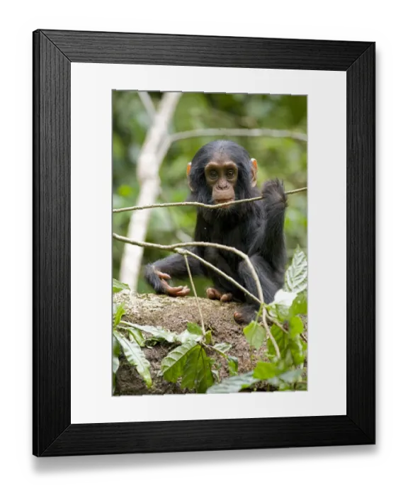 Framed Print : Africa, Uganda, Kibale National Park, Ngogo Chimpanzee Project