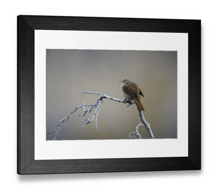 Framed Print : Chile, Aysen, Valle Chacabuco. House Wren (Troglodytes aedon) in Patagonia Park