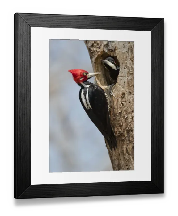 Framed Print : South America, Brazil, The Pantanal, crimson-crested woodpecker, Campephilus melanoleucus