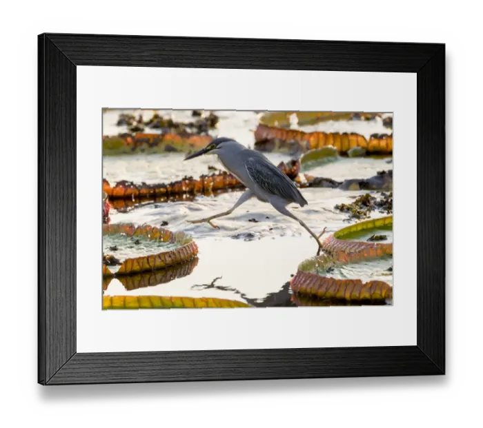 Framed Print : South America, Brazil, The Pantanal, giant lily pads, Victoria amazonica, straited heron Framed Print : South America, Brazil, The Pantanal, giant lily pads, Victoria amazonica, straited heron