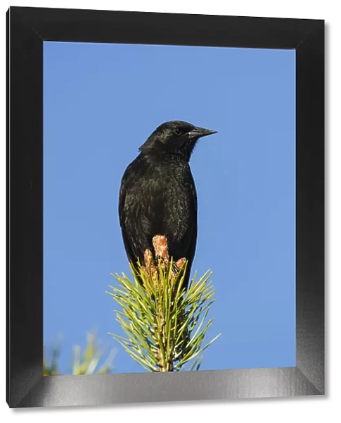 Chile, Aysen, Villa Frei. Austral Blackbird (Curaeus curaeus)