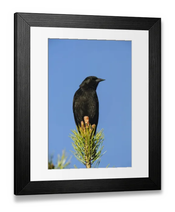Framed Print : Chile, Aysen, Villa Frei. Austral Blackbird (Curaeus curaeus) Framed Print : Chile, Aysen, Villa Frei. Austral Blackbird (Curaeus curaeus)