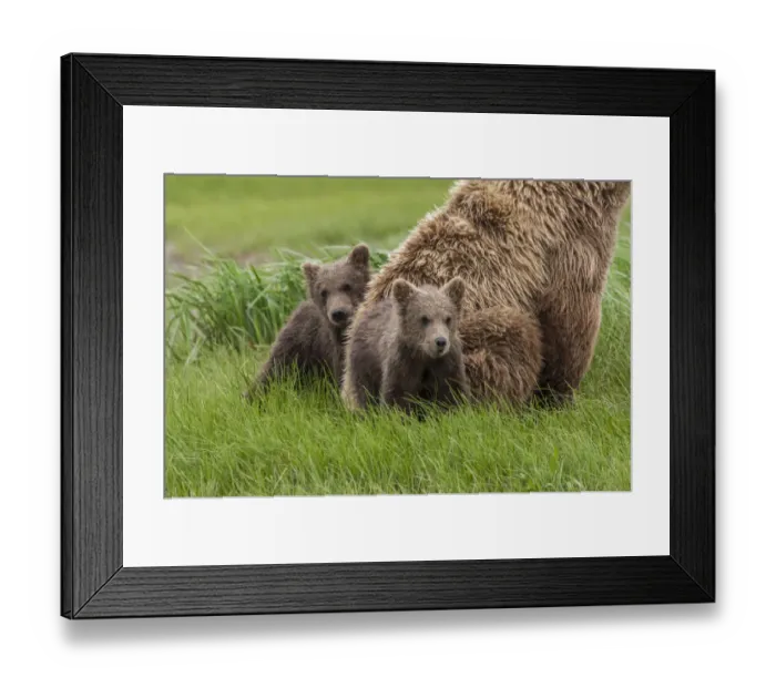 Framed Print : North America, USA, Alaska, Katmai National Park, Hallo Bay. Coastal Brown Bear, Grizzly