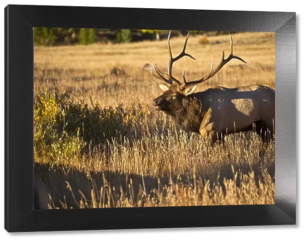 North America, USA, Colorado, Estes Park, Rocky Mountain National Park Bull Elk Bugling