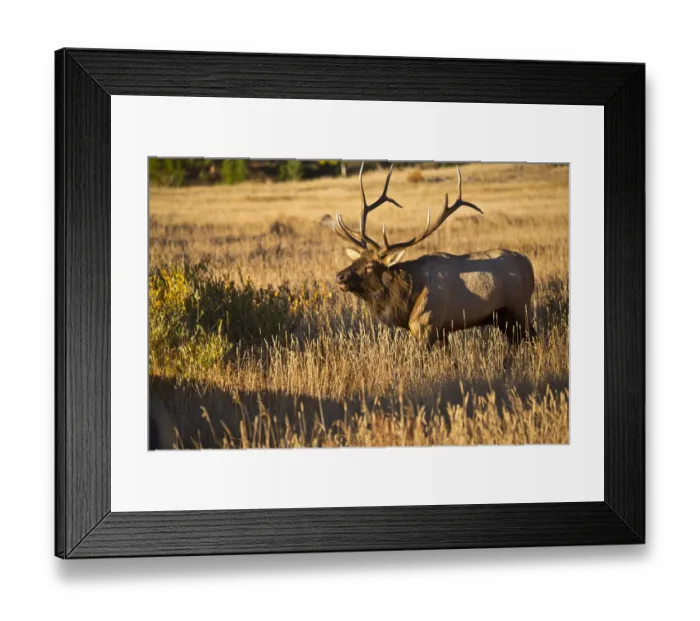 Framed Print : North America, USA, Colorado, Estes Park, Rocky Mountain National Park Bull Elk Bugling Framed Print : North America, USA, Colorado, Estes Park, Rocky Mountain National Park Bull Elk Bugling