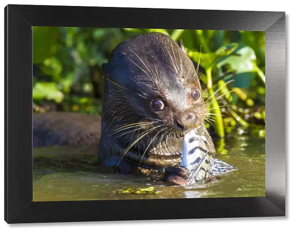 South America. Brazil. Giant river otter (Pteronura brasiliensis) is found in slow-moving