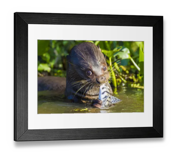 Framed Print : South America. Brazil. Giant river otter (Pteronura brasiliensis) is found in slow-moving