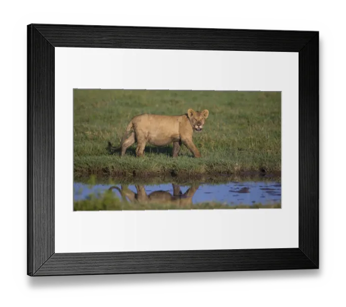Framed Print : Africa. Tanzania. African lion (Panthera leo) at Ndutu in Serengeti NP Framed Print : Africa. Tanzania. African lion (Panthera leo) at Ndutu in Serengeti NP