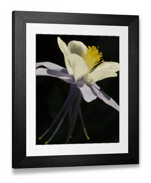 Framed Print : USA, Colorado, columbine, close-up Framed Print : USA, Colorado, columbine, close-up
