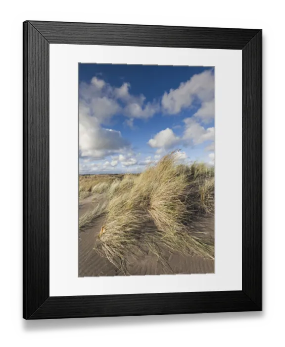 Framed Print : New Zealand, North Island, Wanganui, Castlecliff Beach, dune grass