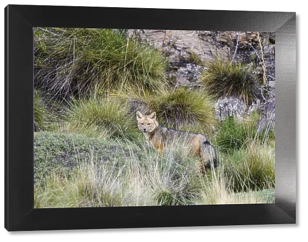 Chile, Aysen, Valle Chacabuco. Fuegian Fox (Lycalopex culpaeus) in Patagonia Park