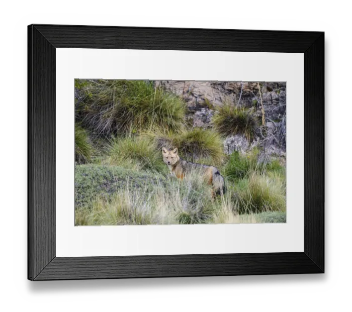 Framed Print : Chile, Aysen, Valle Chacabuco. Fuegian Fox (Lycalopex culpaeus) in Patagonia Park Framed Print : Chile, Aysen, Valle Chacabuco. Fuegian Fox (Lycalopex culpaeus) in Patagonia Park