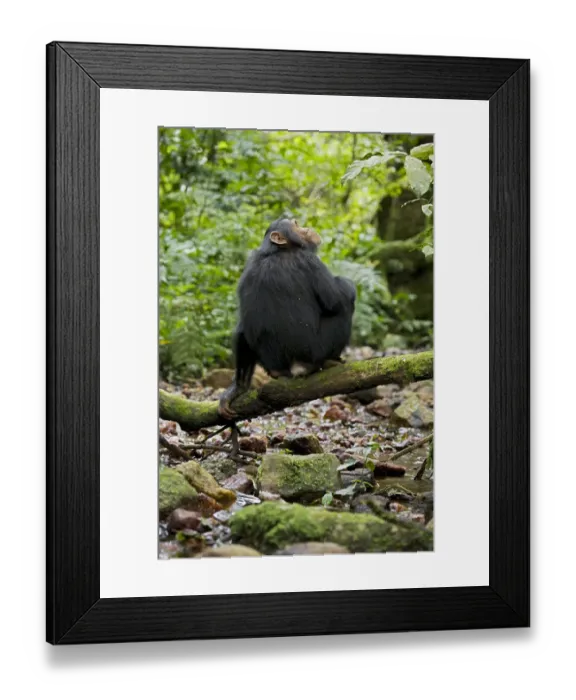 Framed Print : Africa, Uganda, Kibale National Park, Ngogo Chimpanzee Project