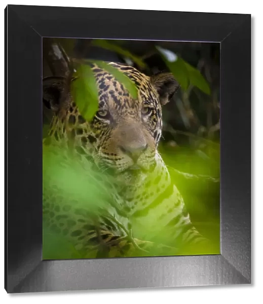 South America. Brazil. A male jaguar (Panthera onca), an apex predator resting along