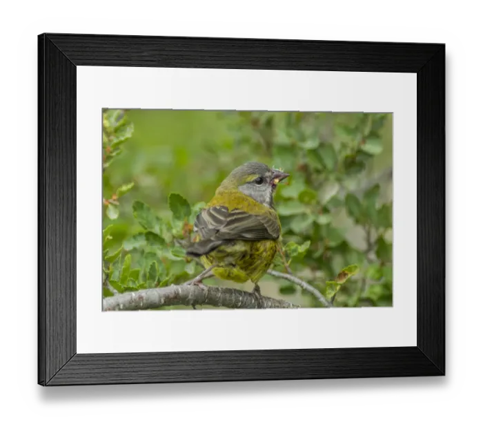 Framed Print : South America, Chile, Patagonia. Black-chinned siskin on limb Framed Print : South America, Chile, Patagonia. Black-chinned siskin on limb
