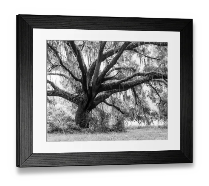 Framed Print : Beautiful Southern Live Oak tree, Quercus virginiana, Central Florida Framed Print : Beautiful Southern Live Oak tree, Quercus virginiana, Central Florida