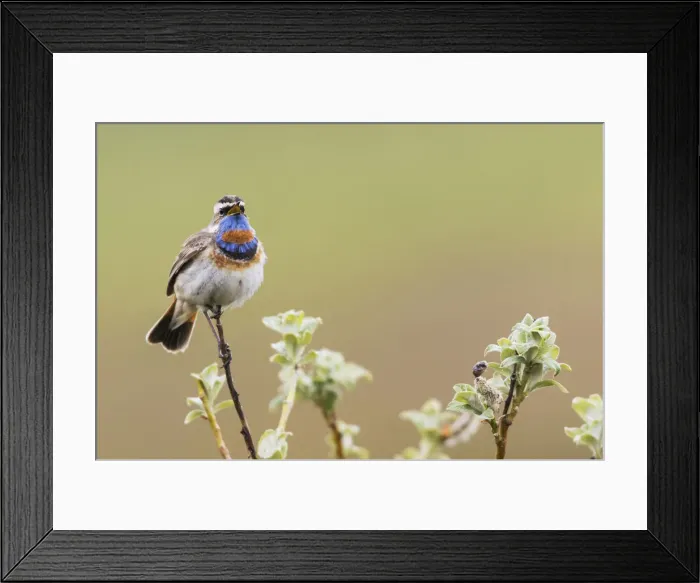 Framed Print : Bluethroat Singing Framed Print : Bluethroat Singing