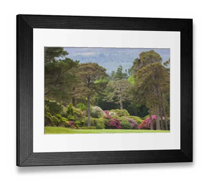 Framed Print : Ireland, County Kerry, Ring of Kerry, Killarney, Killarney National Park, gardens Framed Print : Ireland, County Kerry, Ring of Kerry, Killarney, Killarney National Park, gardens