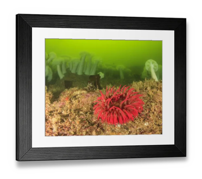 Framed Print : Plumose and Fish Eating Sean Anemones, Foggy Bay, South East Alaska, Inside Passage Framed Print : Plumose and Fish Eating Sean Anemones, Foggy Bay, South East Alaska, Inside Passage