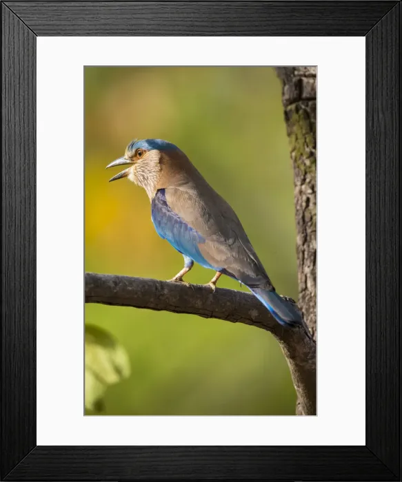 Framed Print : Asia. India. Indian Roller (Coracias benghalensis) at Bandhavgarh Tiger Reserve