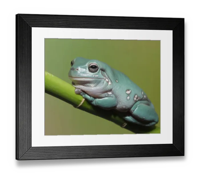 Framed Print : Dumpty tree frog, Australian green tree frog, Whites tree frog, Litoria caerulea Framed Print : Dumpty tree frog, Australian green tree frog, Whites tree frog, Litoria caerulea