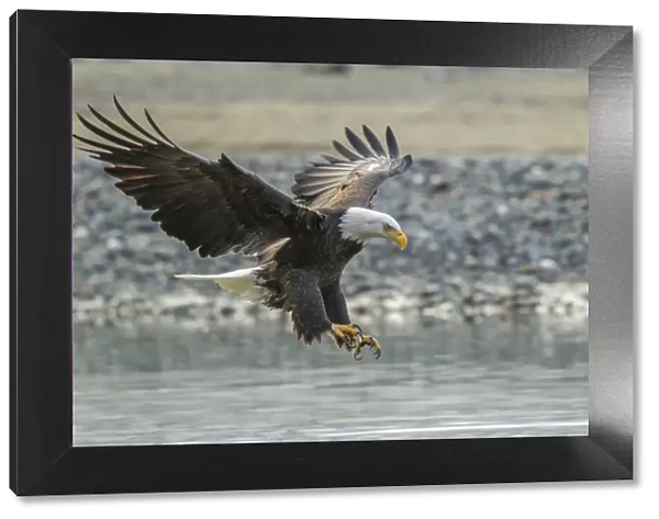 USA, Alaska, Chilkat Bald Eagle Preserve, bald eagle adult, landing