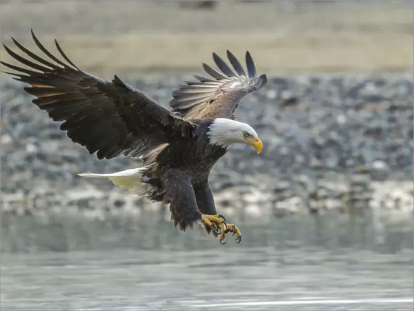 USA, Alaska, Chilkat Bald Eagle Preserve, bald eagle adult, landing