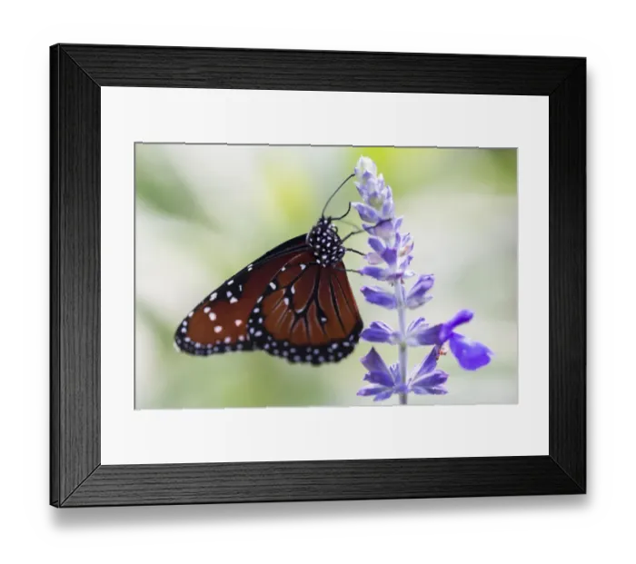 Framed Print : USA, Florida, Celebration, Florida Viceroy Butterfly
