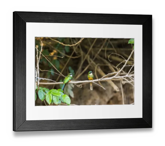 Framed Print : A breeding pair of green-tailed jacamars rest together along a river in the Brazilian Pantanal Framed Print : A breeding pair of green-tailed jacamars rest together along a river in the Brazilian Pantanal