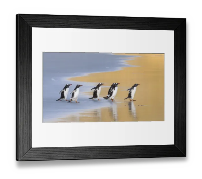 Framed Print : Gentoo Penguin (Pygoscelis papua), Falkland Islands. South America, Falkland Islands