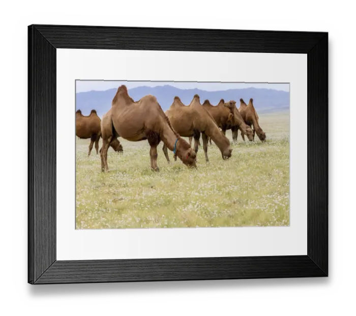 Framed Print : Bactrian Camel Herd. Gobi Desert. Mongolia