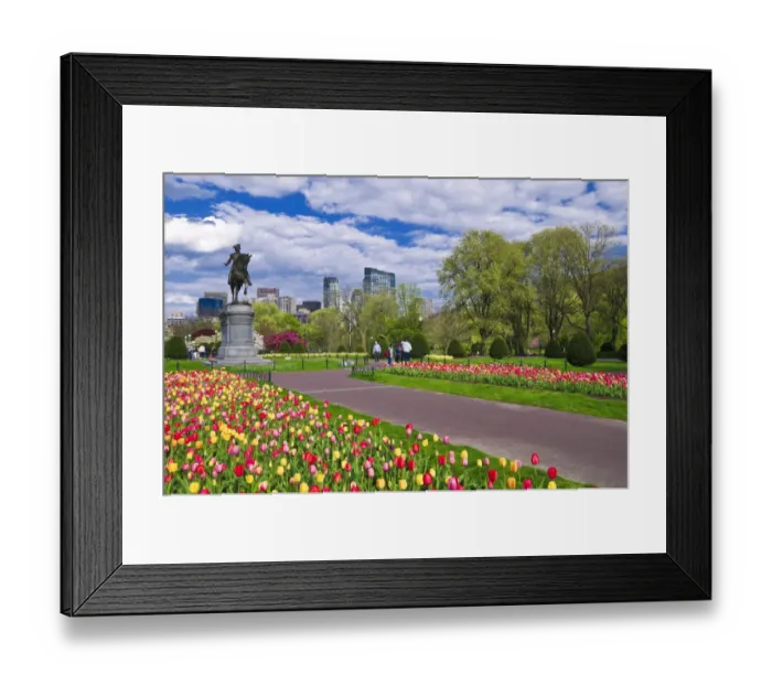 Framed Print : Tulips and George Washington statue at the Boston Public Garden, Boston, Massachusetts Framed Print : Tulips and George Washington statue at the Boston Public Garden, Boston, Massachusetts