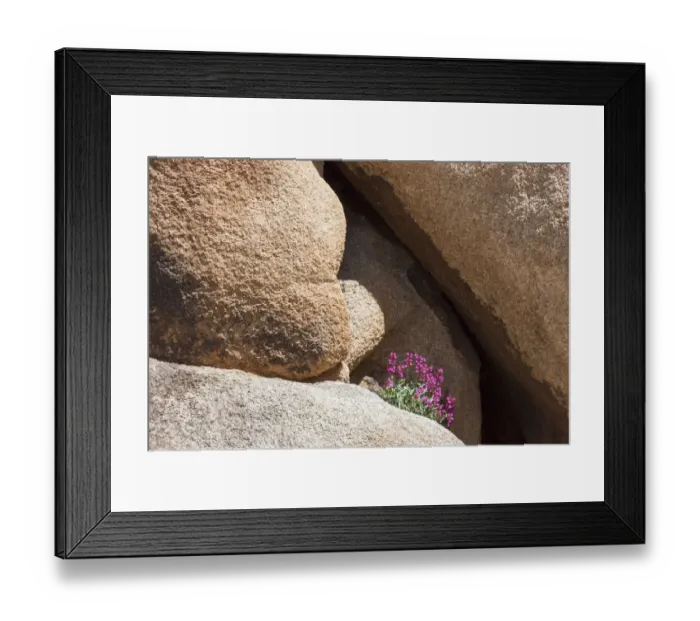 Framed Print : Wildflowers growning in Joshua Tree National Park, California