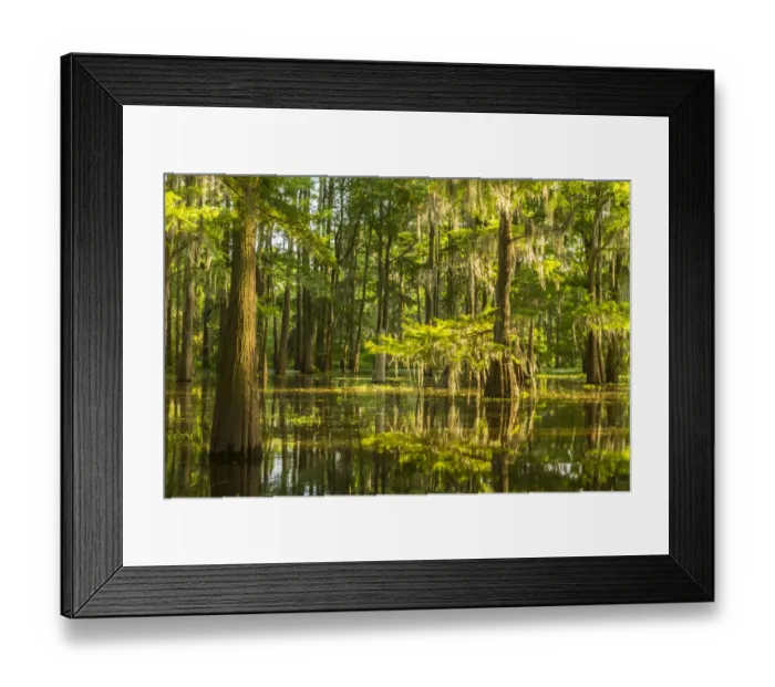 Framed Print : USA, Louisiana, Atchafalaya National Heritage Area. Tupelo trees in swamp. Credit as Framed Print : USA, Louisiana, Atchafalaya National Heritage Area. Tupelo trees in swamp. Credit as