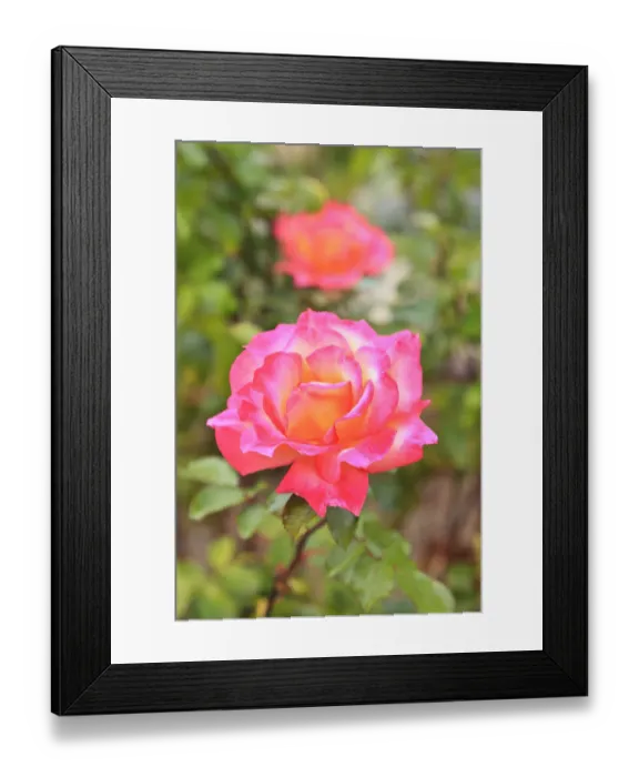 Framed Print : Botanical Garden, Balboa Park, San Diego, CA, USA Framed Print : Botanical Garden, Balboa Park, San Diego, CA, USA