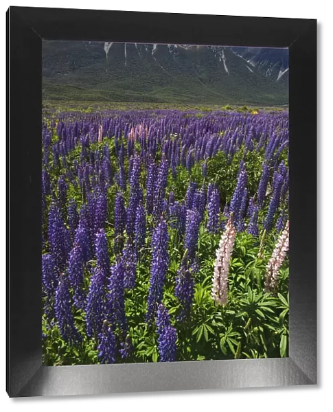 New Zealand. Wild lupine flowers and mountain