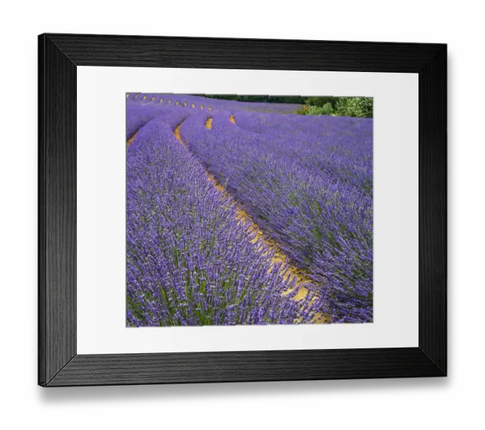 Framed Print : France, Provence, Roussillon, lavender Framed Print : France, Provence, Roussillon, lavender