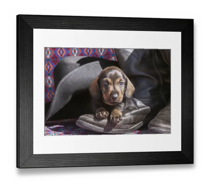 Framed Print : Doxen Puppy on cowboy boot MR Framed Print : Doxen Puppy on cowboy boot MR