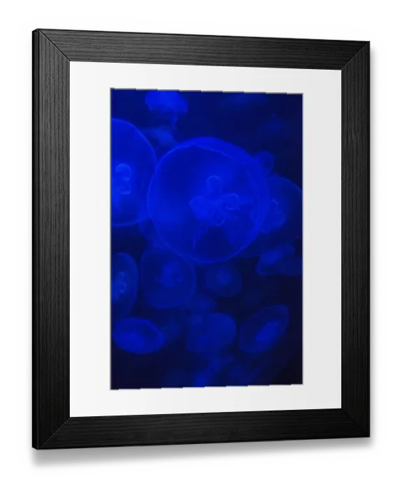 Framed Print : Norwalk Aquarium, Norwalk, CT, U. S. A. Captive. Jellyfish in blue enclosure