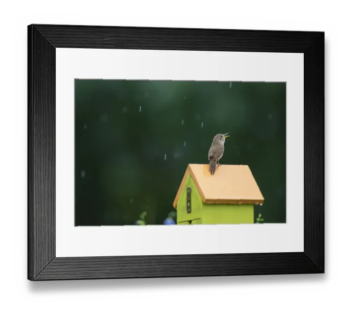 Framed Print : 01324-01412 House Wren (Troglodytes aedon) male singing in the rain on nest box. Marion Co Framed Print : 01324-01412 House Wren (Troglodytes aedon) male singing in the rain on nest box. Marion Co