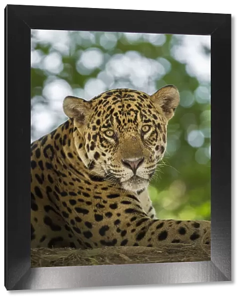 South America, Brazil, Pantanal. Portrait of wild resting jaguar