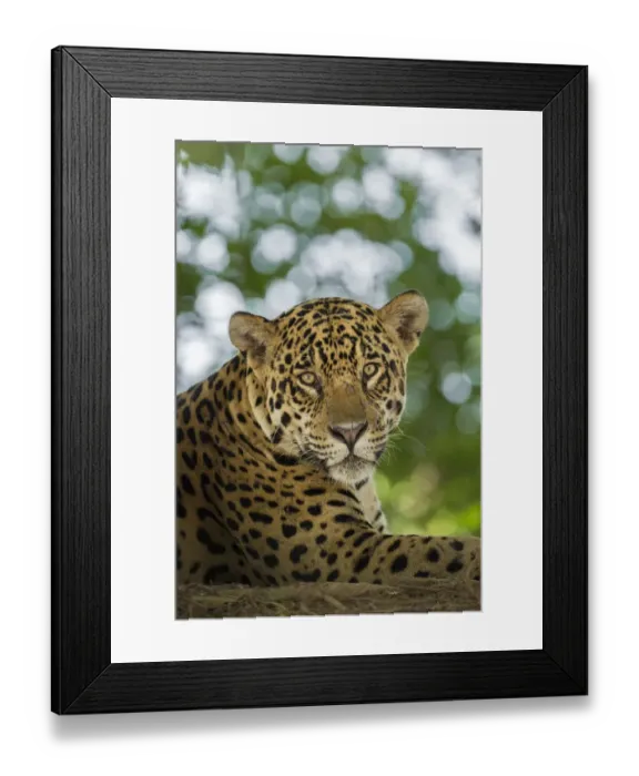 Framed Print : South America, Brazil, Pantanal. Portrait of wild resting jaguar Framed Print : South America, Brazil, Pantanal. Portrait of wild resting jaguar