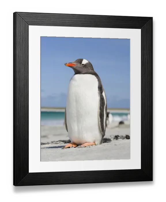 Framed Print : Gentoo Penguin (Pygoscelis papua), Falkland Islands. South America, Falkland Islands Framed Print : Gentoo Penguin (Pygoscelis papua), Falkland Islands. South America, Falkland Islands