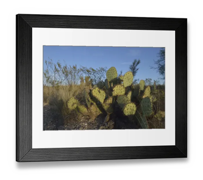Framed Print : USA, Arizona, Dead Horse Ranch State Park, Beavertail Cactus Framed Print : USA, Arizona, Dead Horse Ranch State Park, Beavertail Cactus