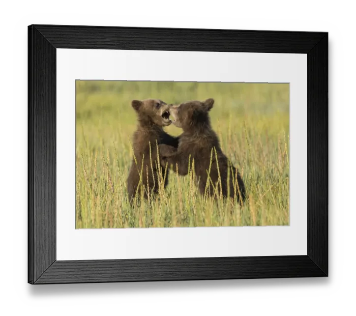 Framed Print : Grizzly bear cubs (ursus arctos) playfight in a meadow Framed Print : Grizzly bear cubs (ursus arctos) playfight in a meadow