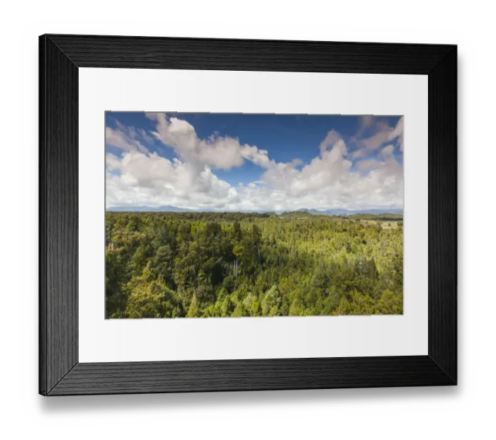 Framed Print : New Zealand, South Island, West Coast, Hokitika, West Coast Treetops Walkway, elevated Framed Print : New Zealand, South Island, West Coast, Hokitika, West Coast Treetops Walkway, elevated